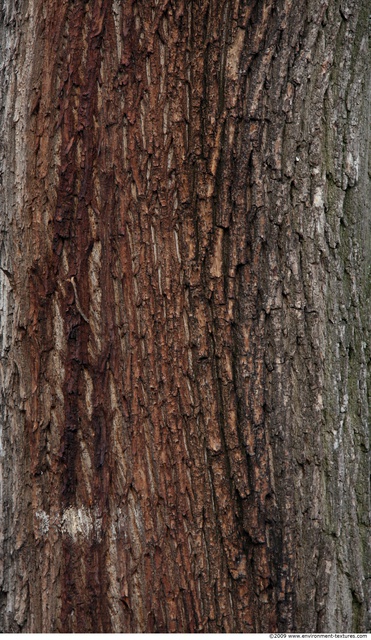 Tree Bark