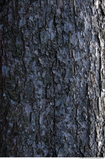 Tree Bark