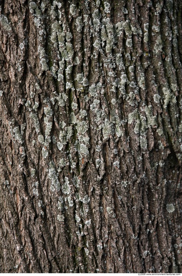 Tree Bark