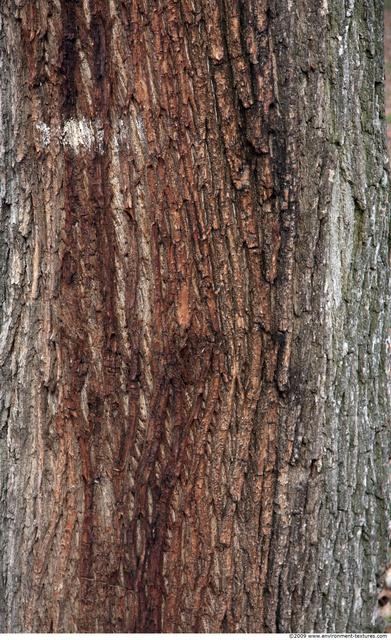 Tree Bark