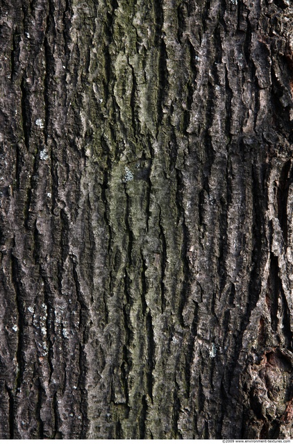 Tree Bark