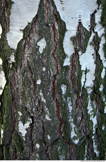 Tree Bark