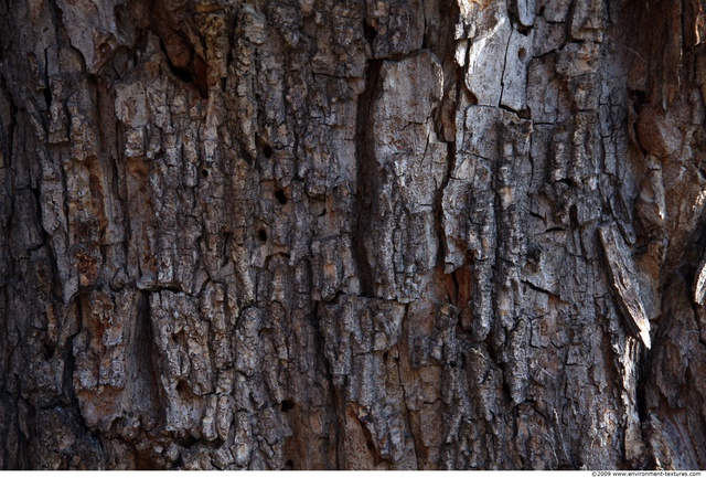 Tree Bark