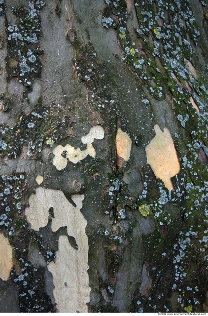 Tree Bark