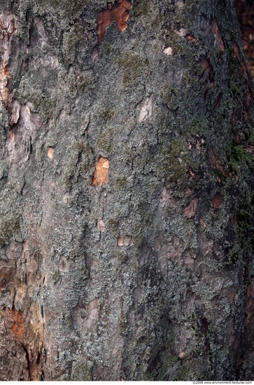 Tree Bark