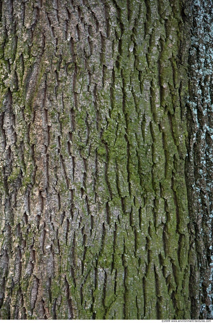 Tree Bark