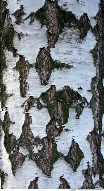 Tree Bark