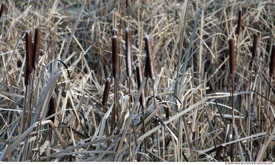 Plant Fields