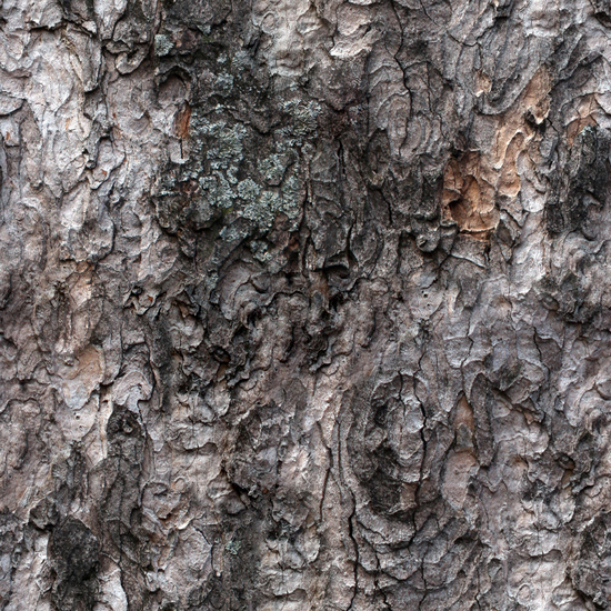 Seamless Tree Bark