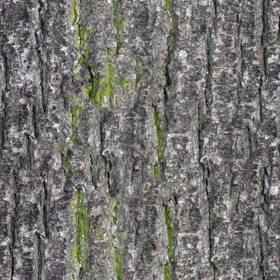 Seamless Tree Bark