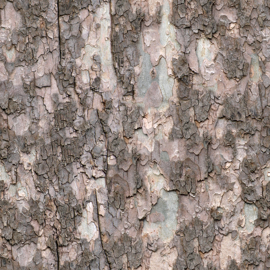 Seamless Tree Bark