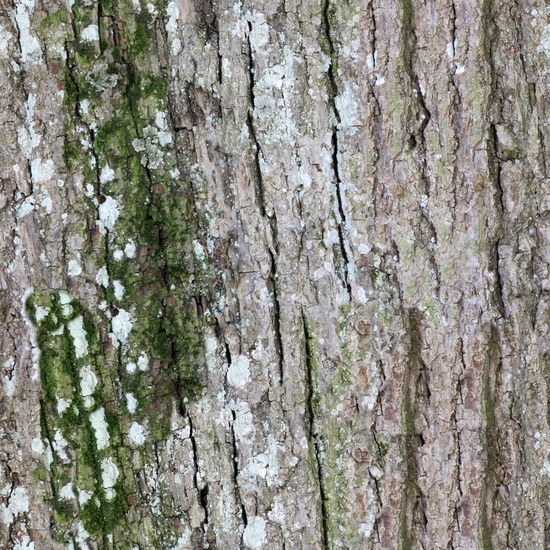 Seamless Tree Bark