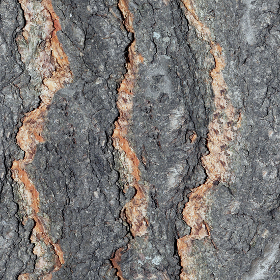 Seamless Tree Bark