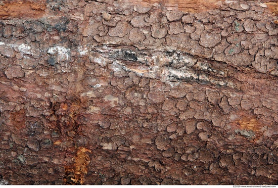 Tree Bark