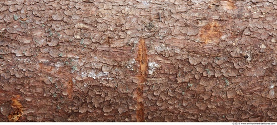 Tree Bark