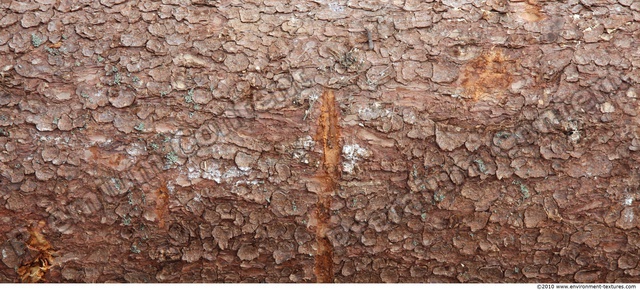 Tree Bark