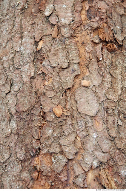 Tree Bark