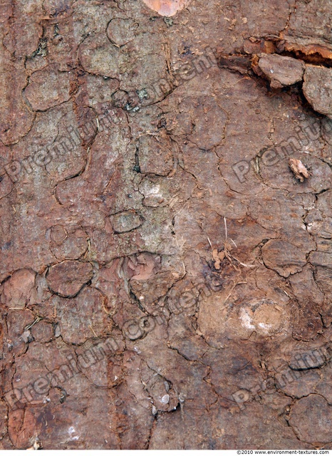 Tree Bark