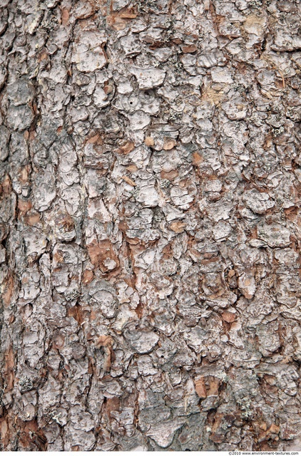 Tree Bark