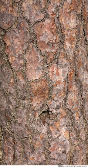 Tree Bark