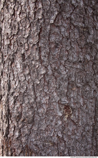 Tree Bark