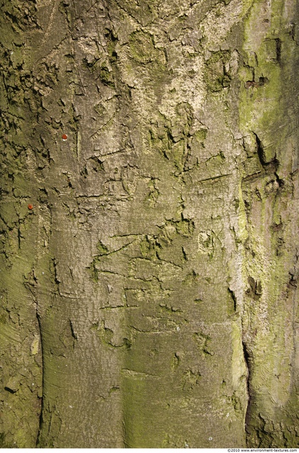 Tree Bark