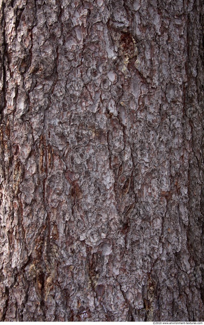 Tree Bark