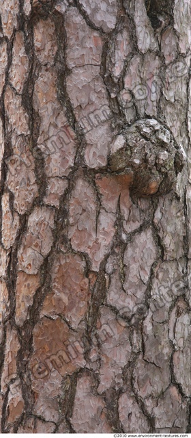 Tree Bark