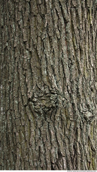 Tree Bark