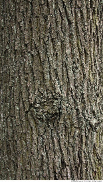 Tree Bark