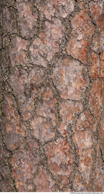 Tree Bark