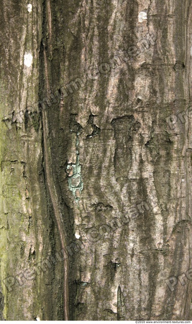 Tree Bark