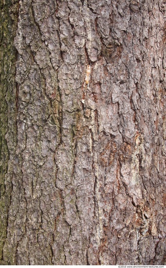 Tree Bark