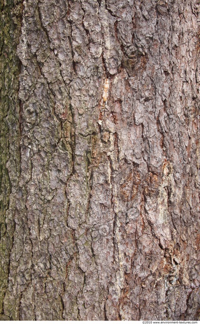 Tree Bark