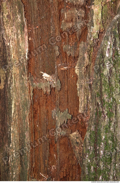 Tree Bark