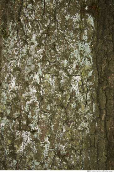 Tree Bark