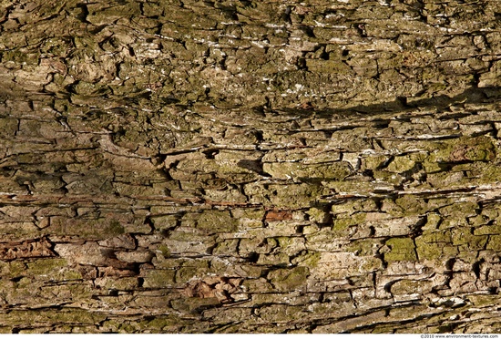 Tree Bark