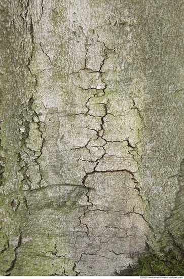 Tree Bark