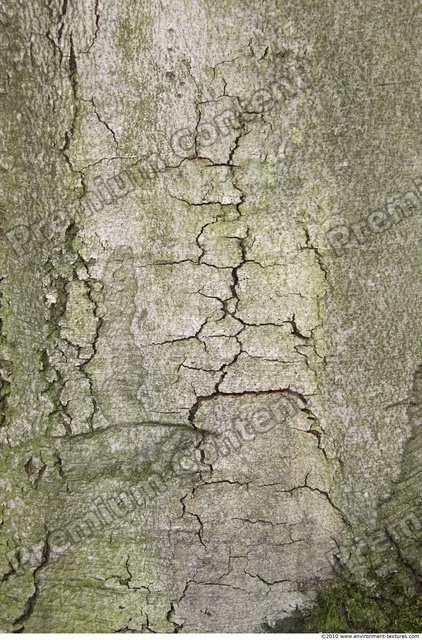 Tree Bark