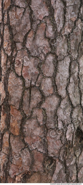 Tree Bark