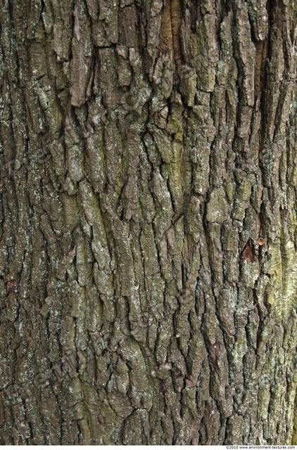 Tree Bark