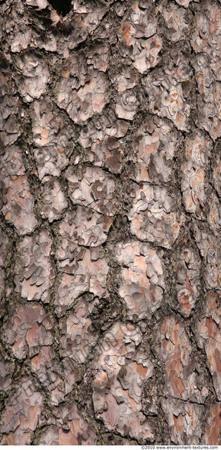 Tree Bark