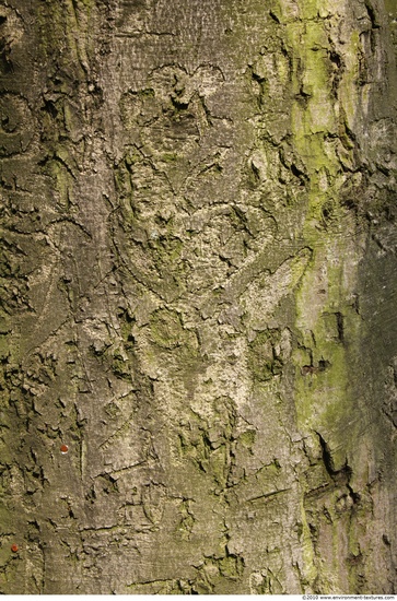 Tree Bark