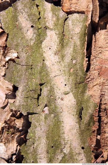 Tree Bark