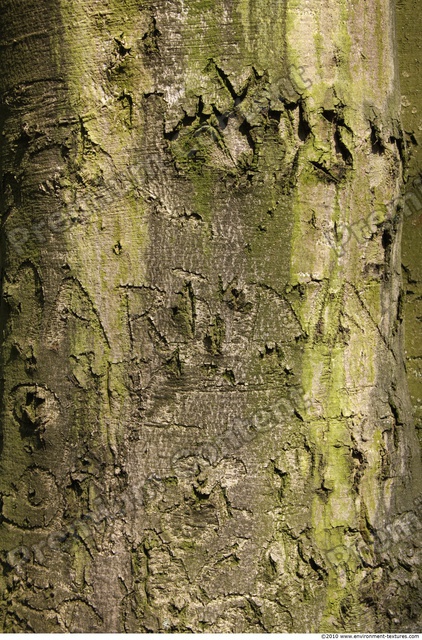 Tree Bark