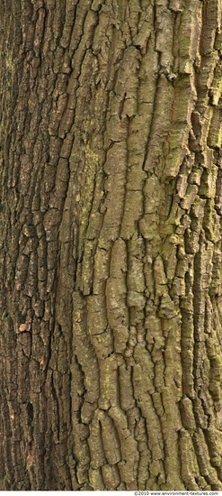 Tree Bark