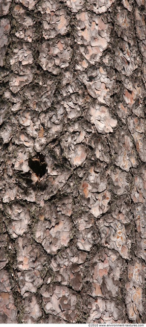 Tree Bark