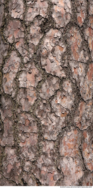 Tree Bark