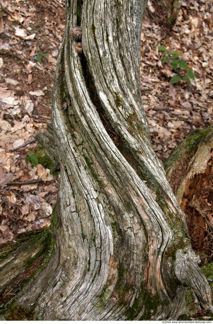 Tree Bark