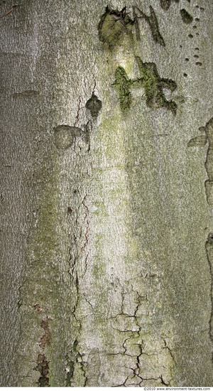 Tree Bark